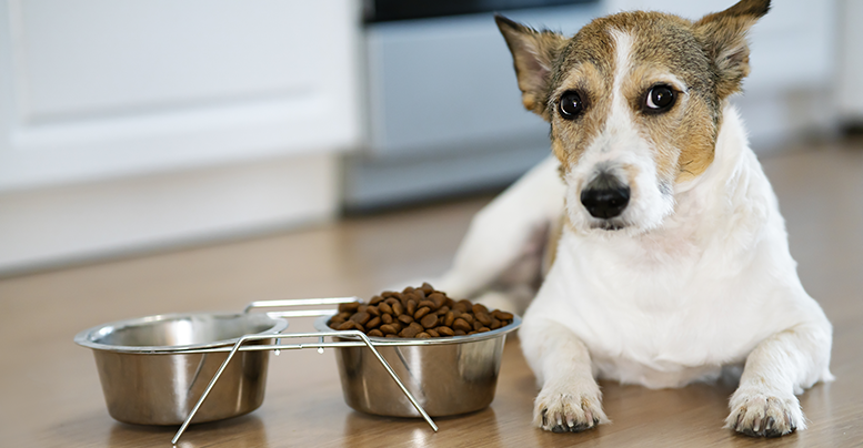 Чем отличается корм «Фест Чойс» для собак старшего возраста и контроля веса 